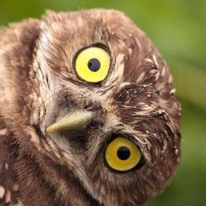 Meet your Posher, Sam